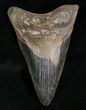 Bargain Angustidens Tooth - Pre-Megalodon #5628-1